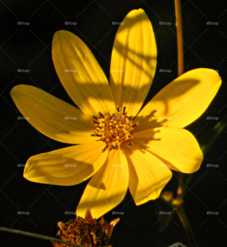 Give Me Light - A Swamp Daisy flower head shows a shadow from the radiating sunrise