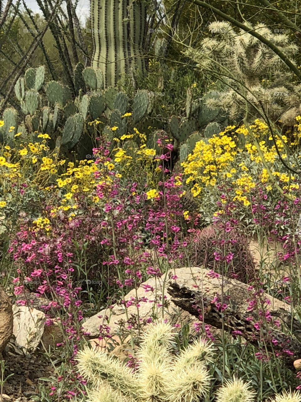 Sonoran Desert Bloom