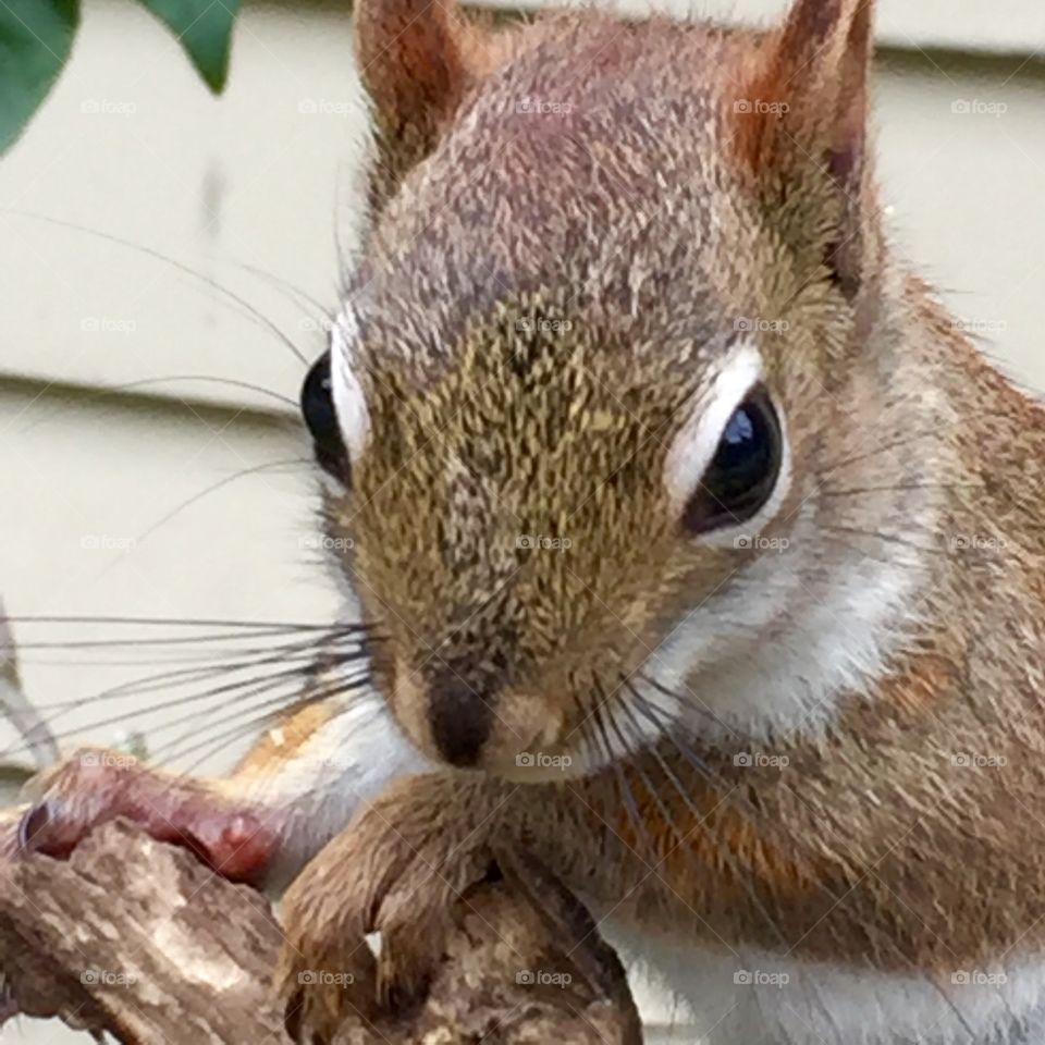 Squirrel close up