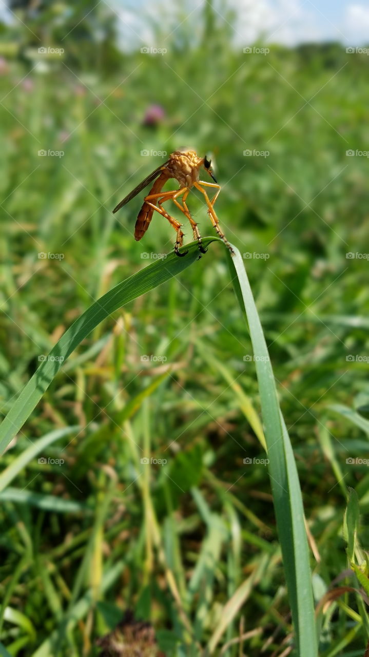 Mosquito Wasp Squats and Waits