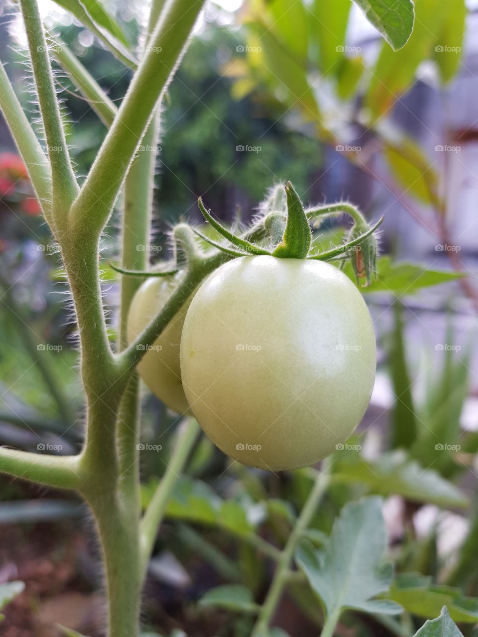 tomato
