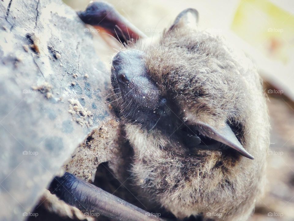 Nathusius's pipistrelle, Animal