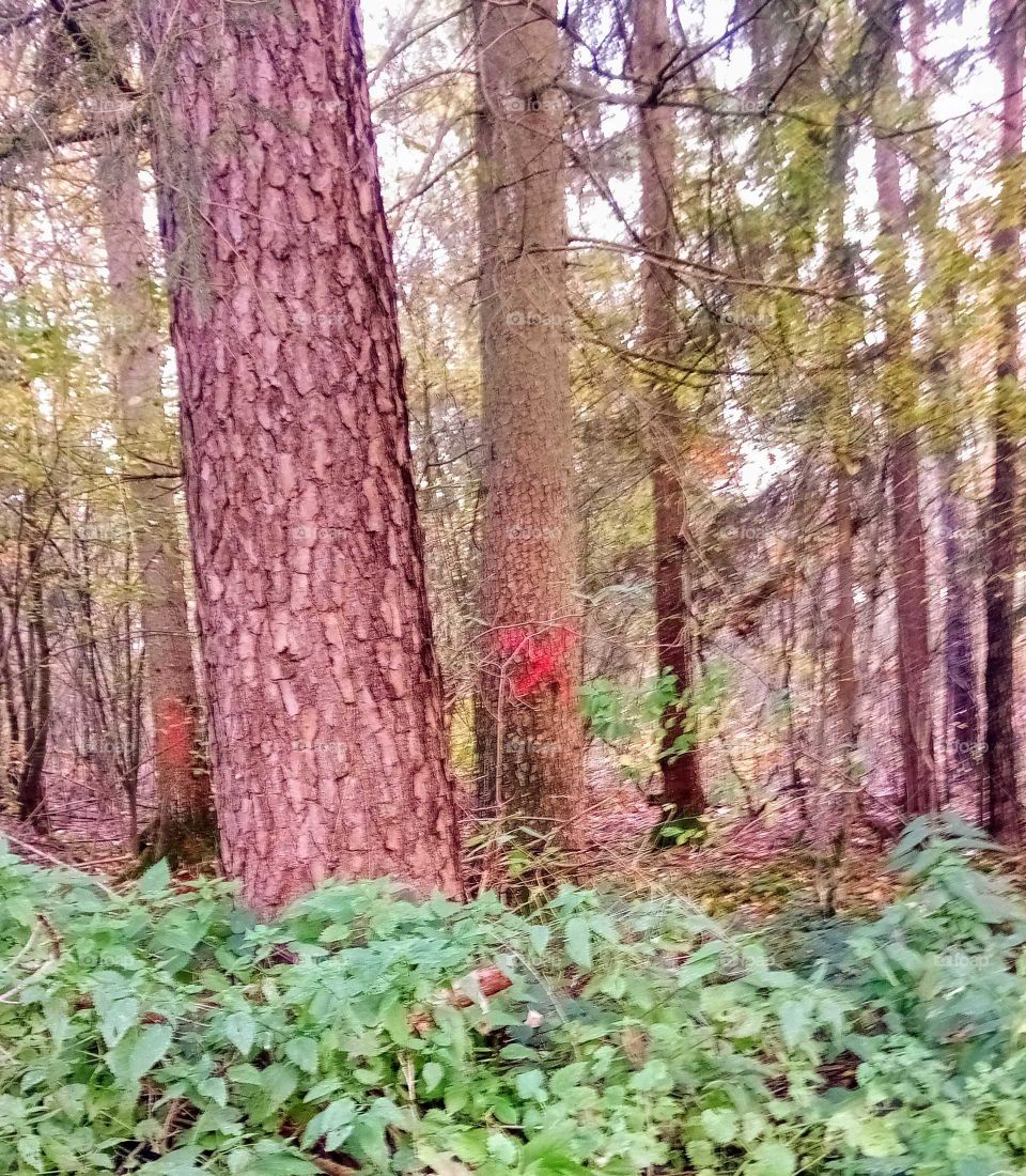 wieder ein Baum der verschwinden wird, Alt,krank oder eine Gefahr für Spaziergänger