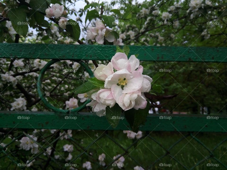 flowers apple