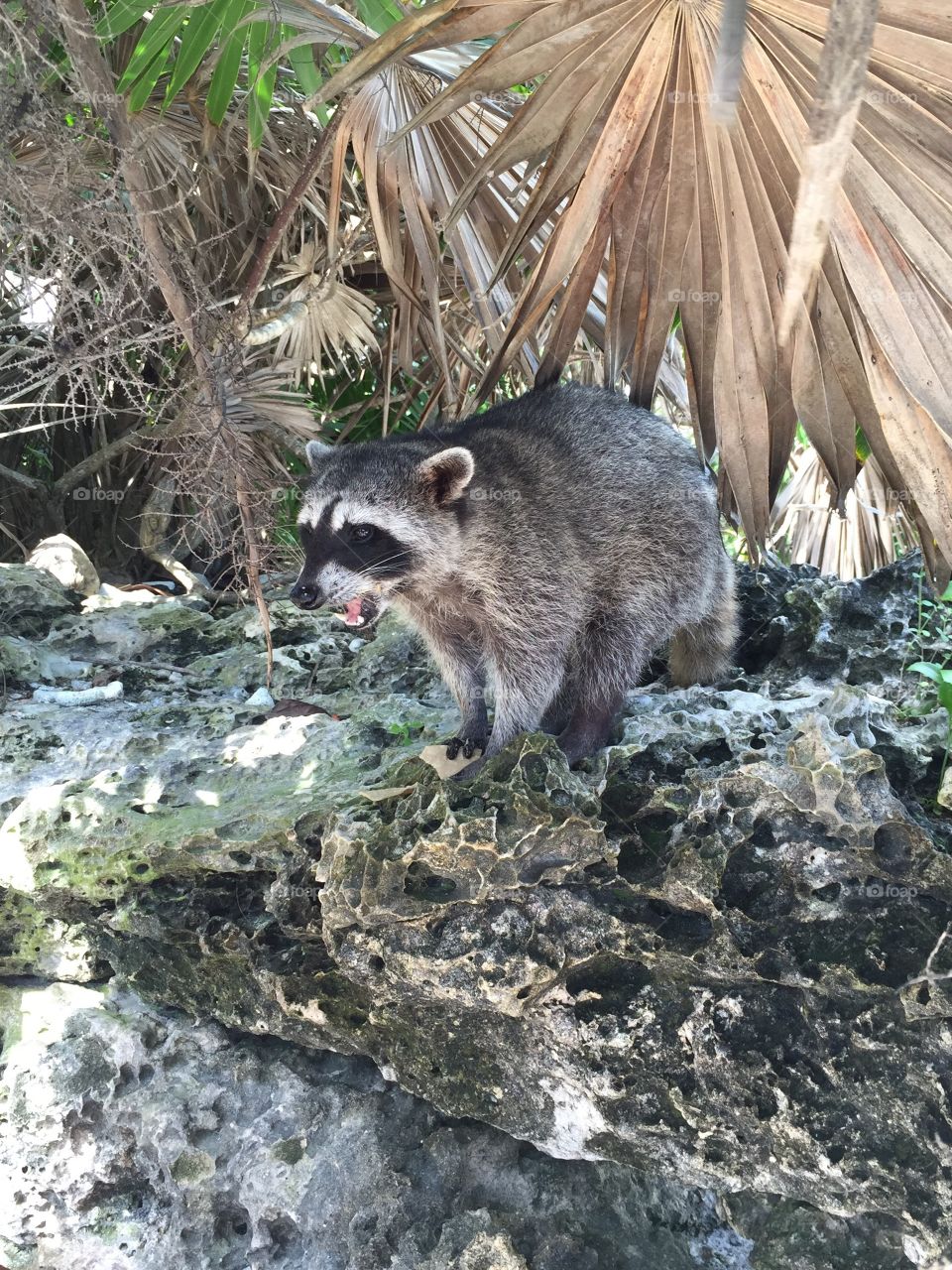 Racoon in Mexico