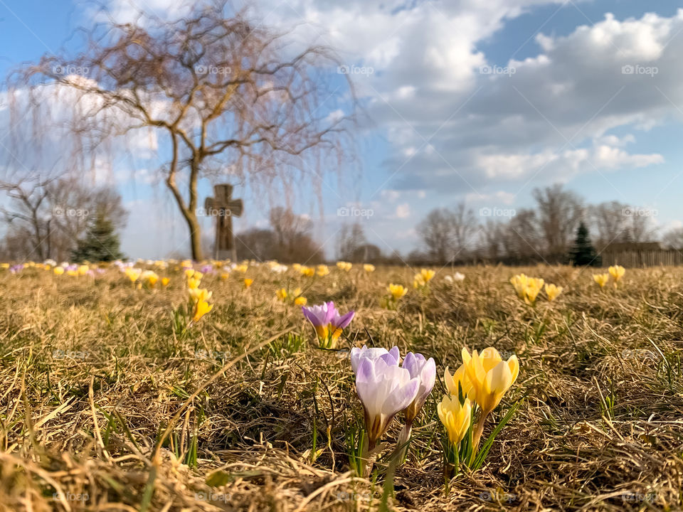 crocuses on a spring lawn, bare tree, stone cross