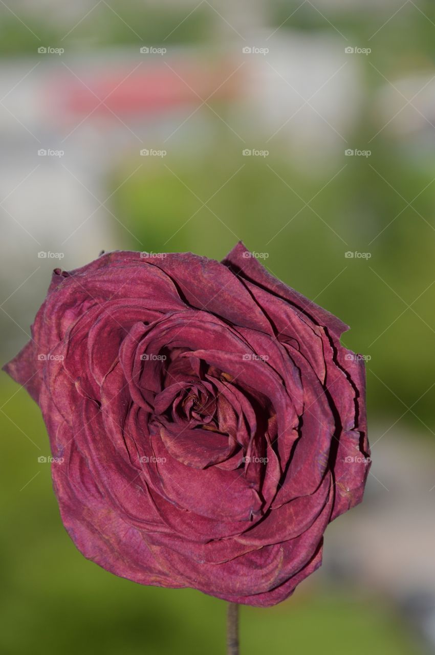 dried rose in blurred environment