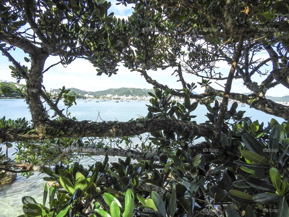 Beach view between trees