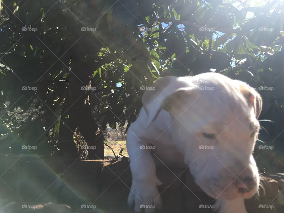 Cute dog