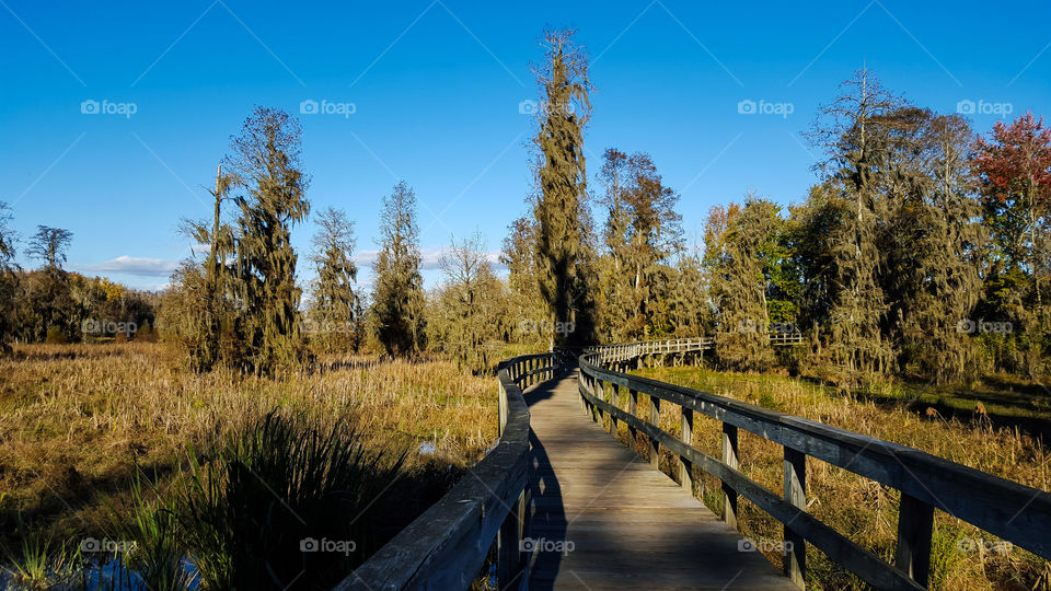 Tree, Wood, Landscape, Nature, Outdoors