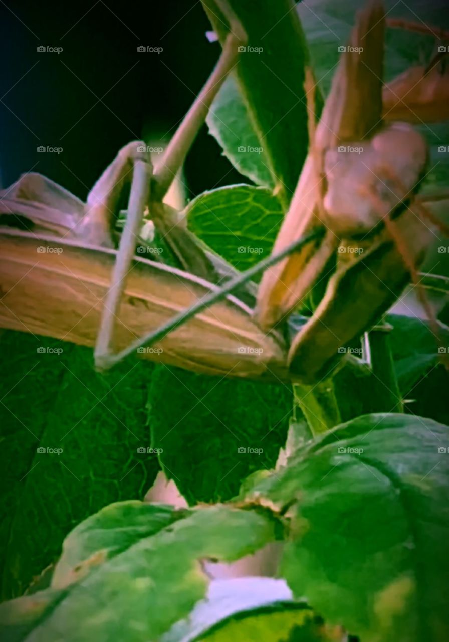 Preying mantis I brought home after finding at work