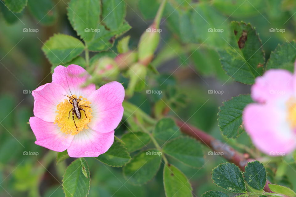 Insect in flower
