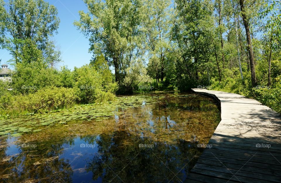 Nature. Walkway