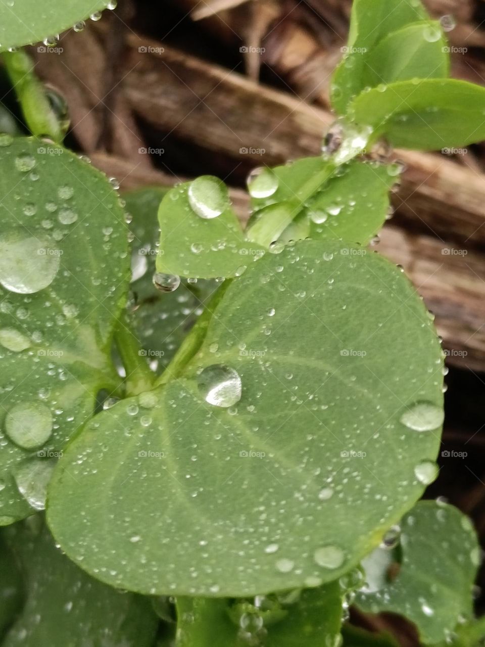 The plants in the rain