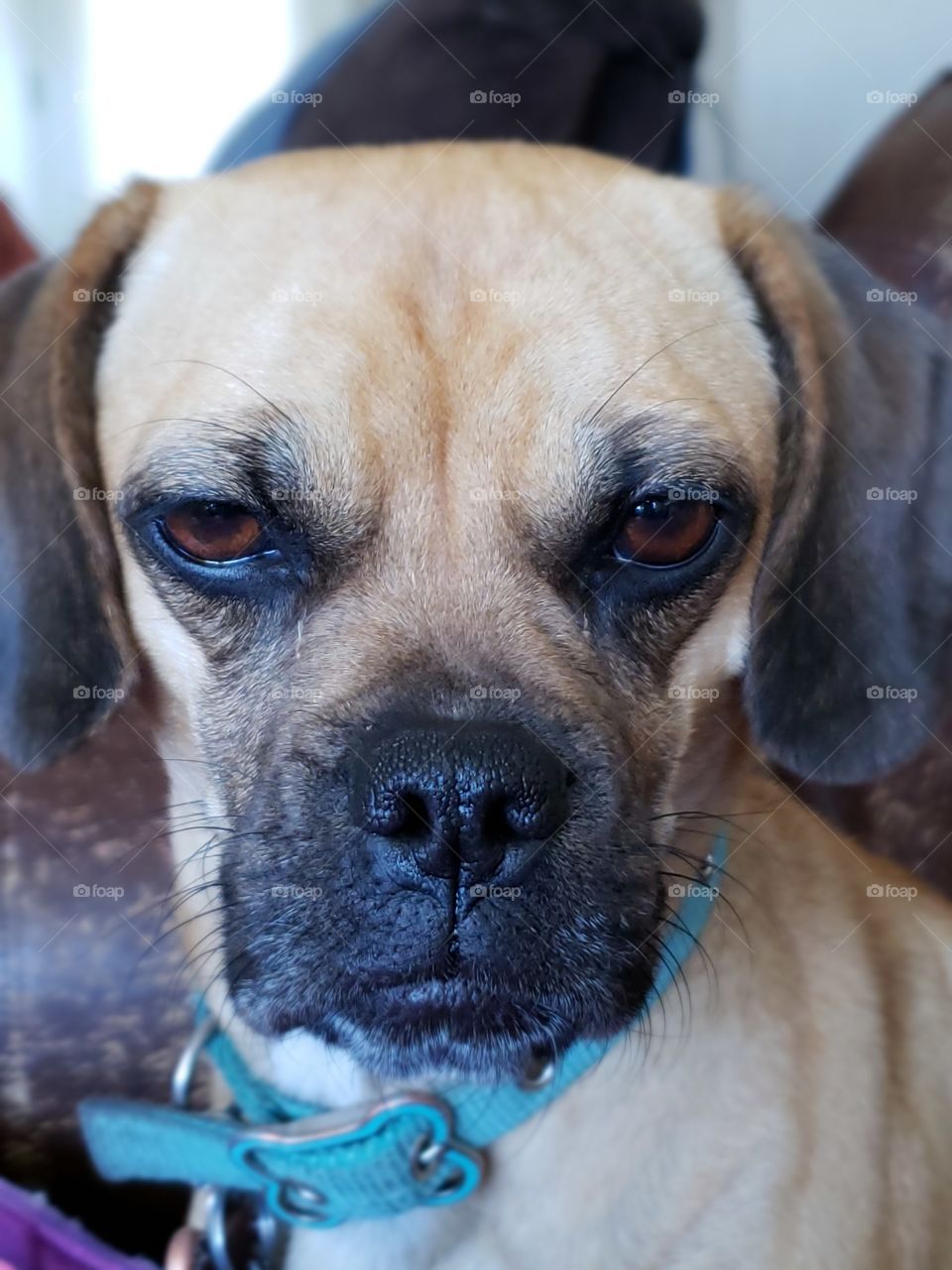 wrinkly face puggle