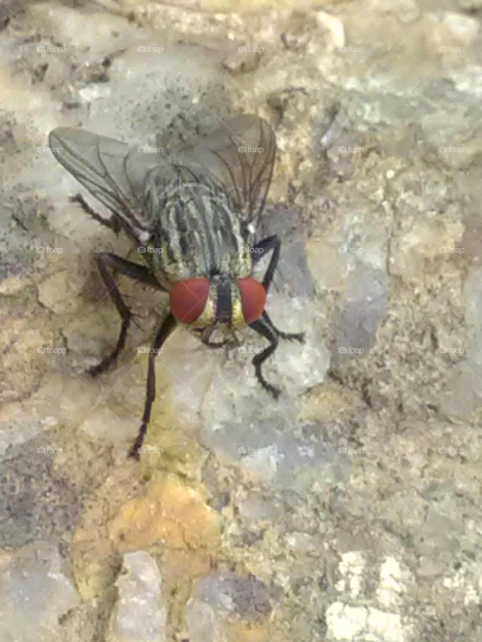 This flies flies throughout the day, but no one tries to raise it. Everyone tries to kill it but does not hit.