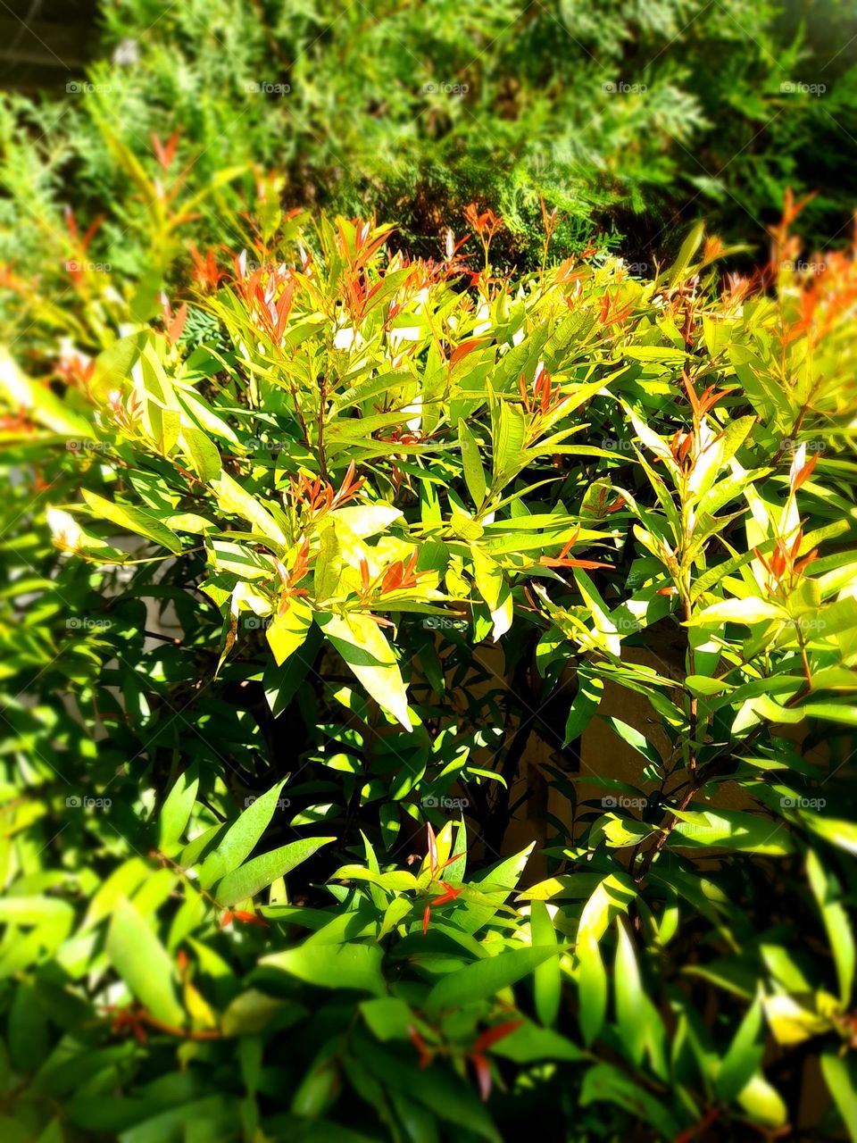 beautiful plant in the garden