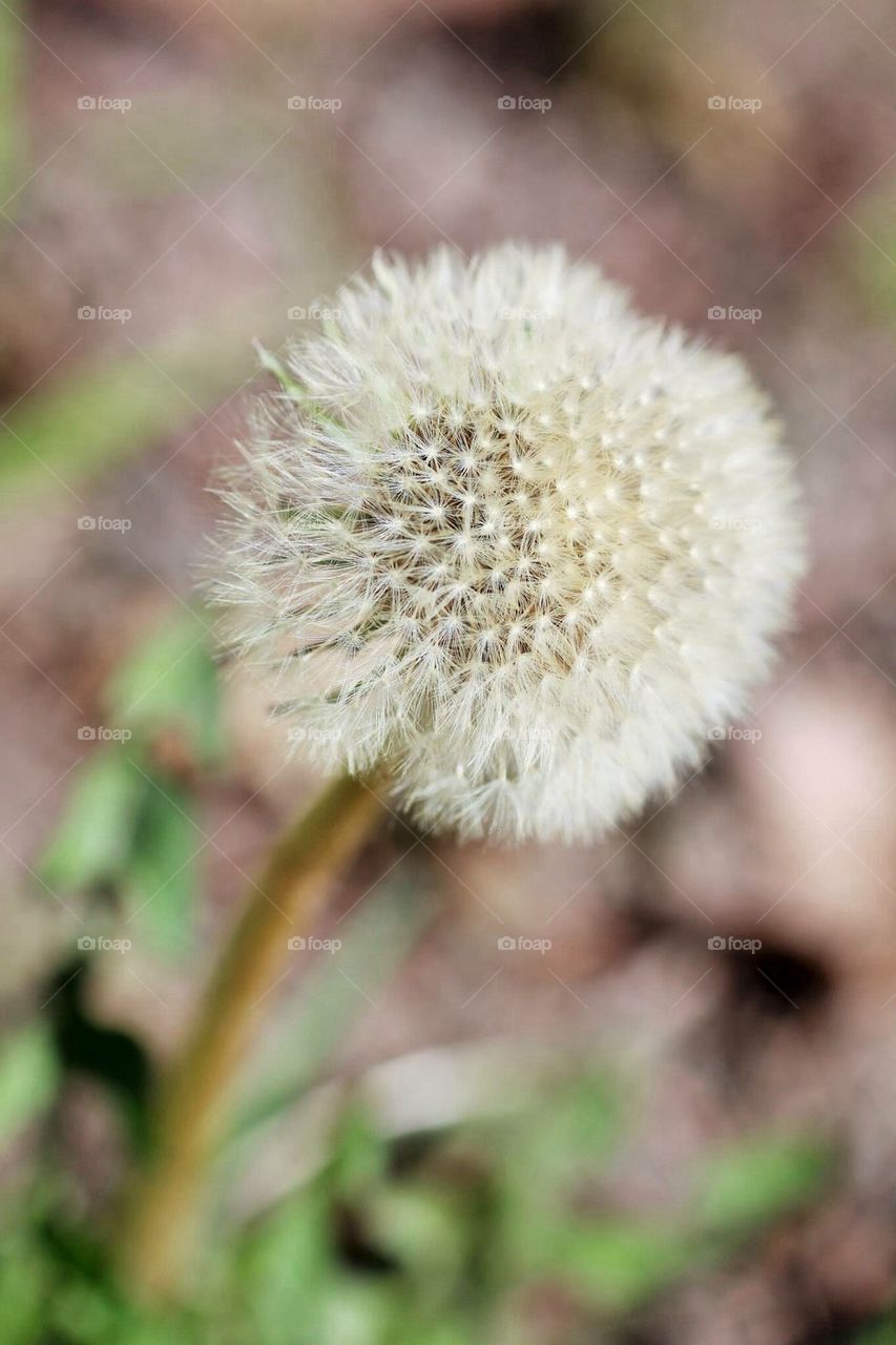 Dandelion