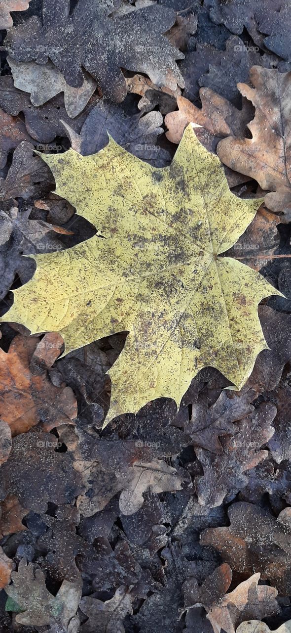 Yellow leaf on the brown background