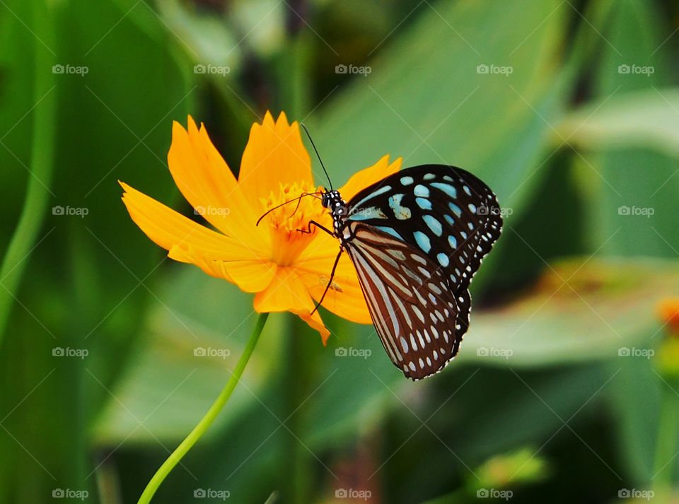 Butterfly rest on flower