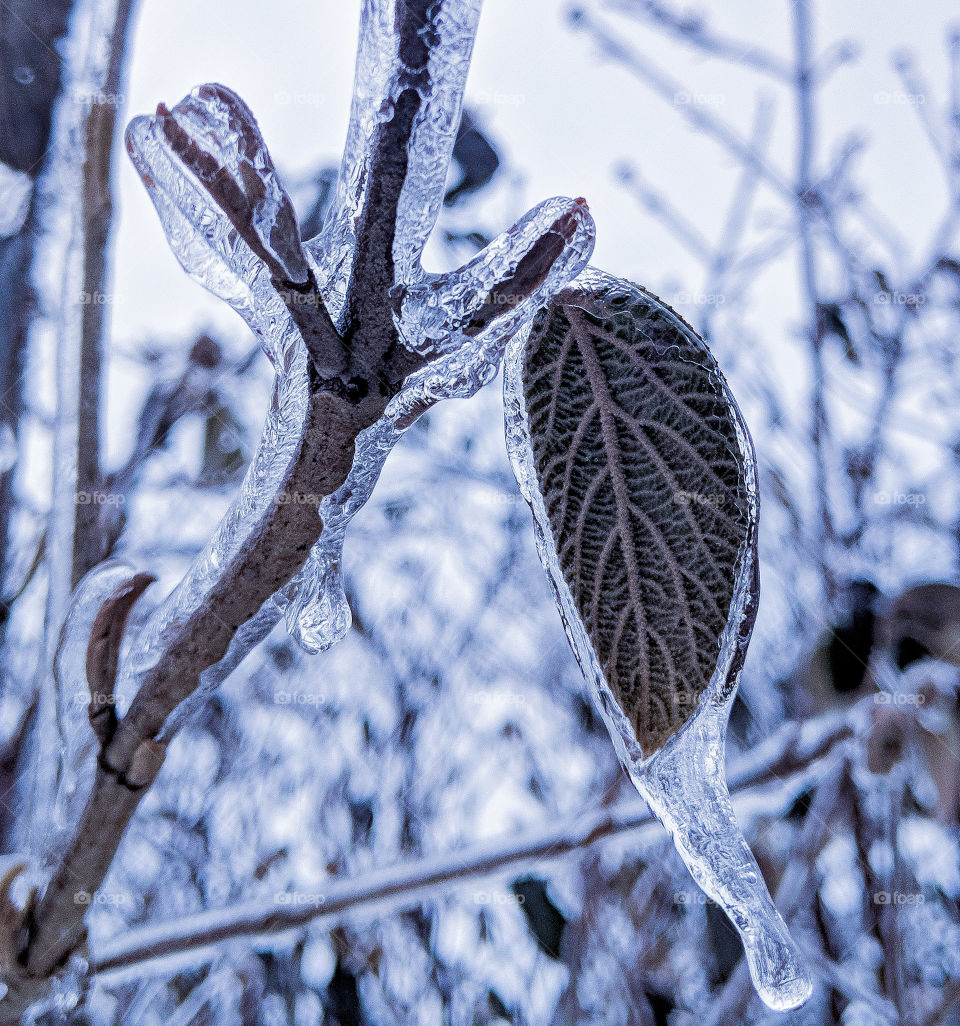 leaf covered in ice, micro