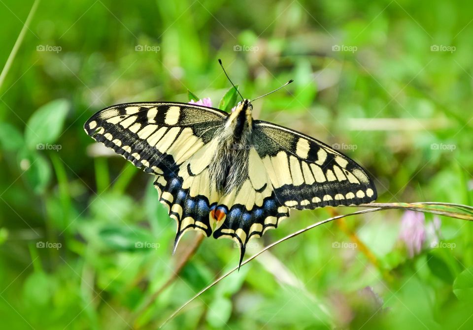 Nature summer insect butterfly