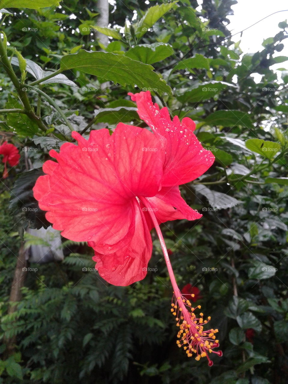 Flower Hibiscus