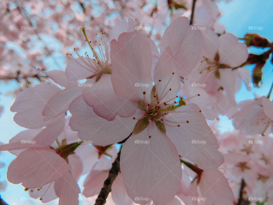 blooming sakura in spring on a sunny day