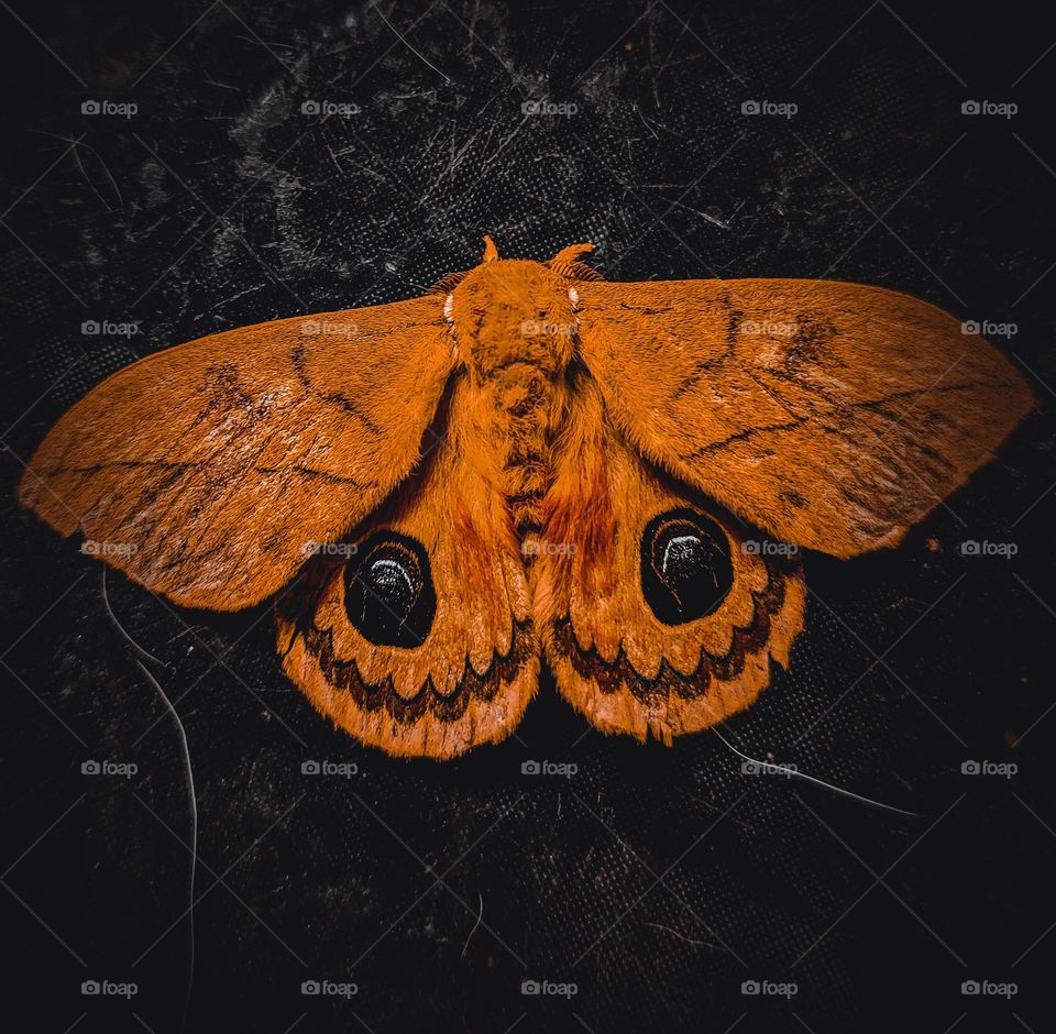 borboleta