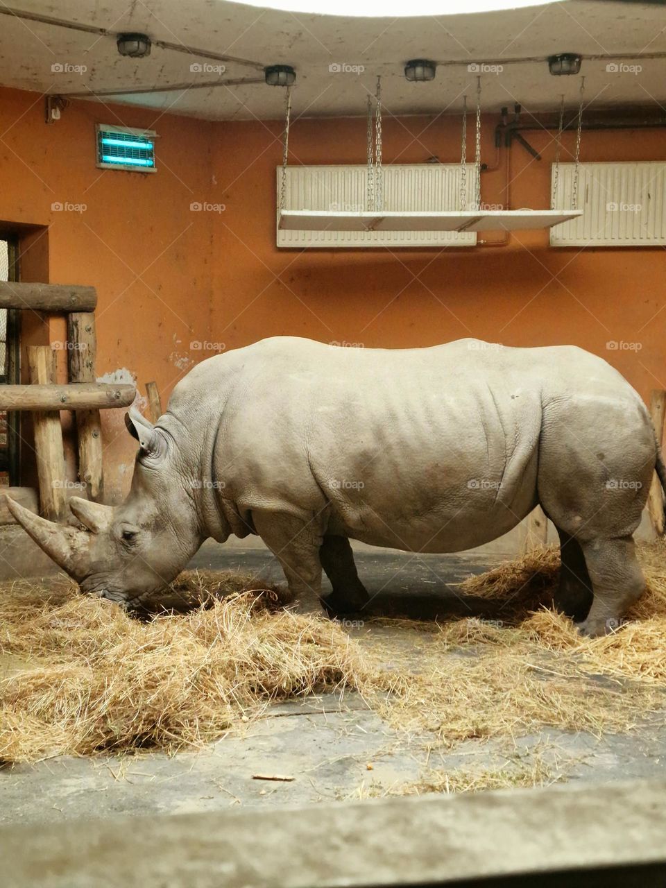 rhinoceros at the zoo