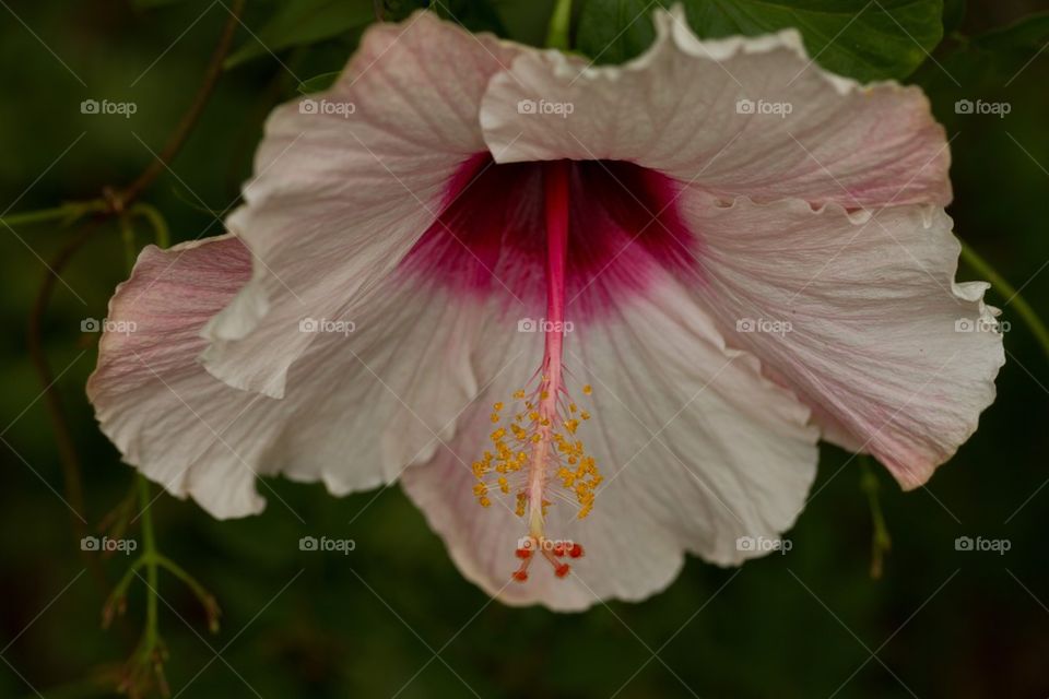 Hibiscus Down View