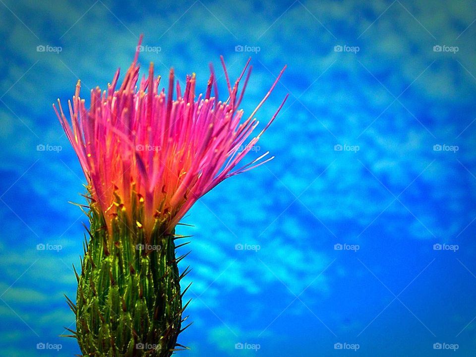Colorful thistle