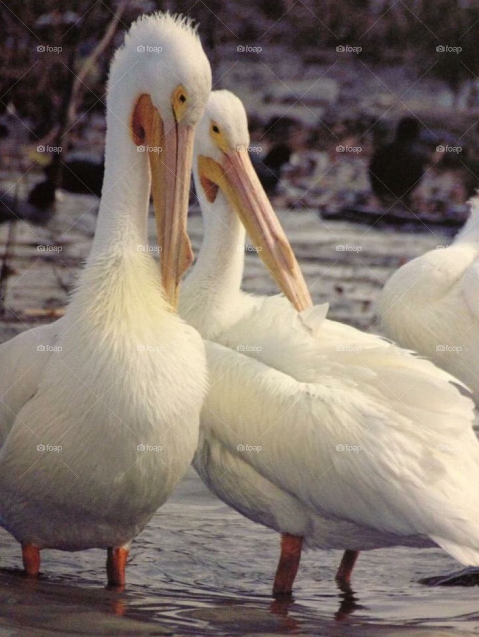 Pelicans