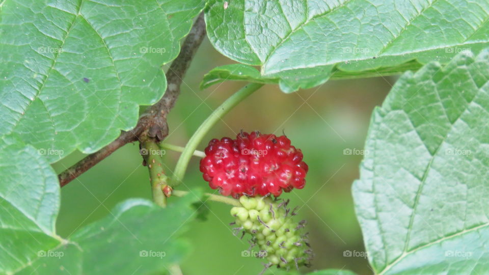 Mulberry growing on plant