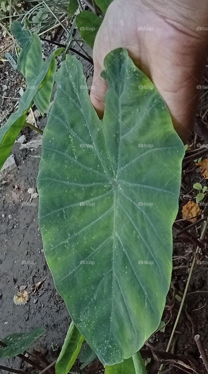 Planting Taro leafs in home garden 😍