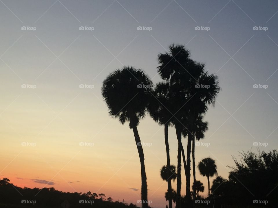 Palm trees along scenic road and intracoastal river at sunset, Florida.