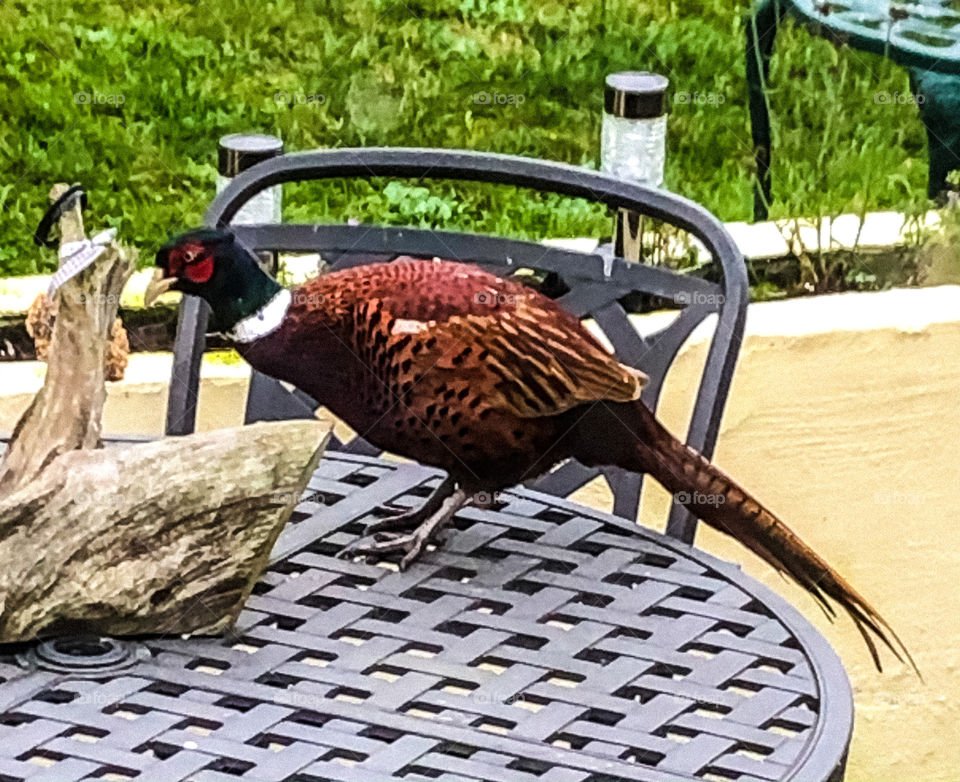 Pheasant