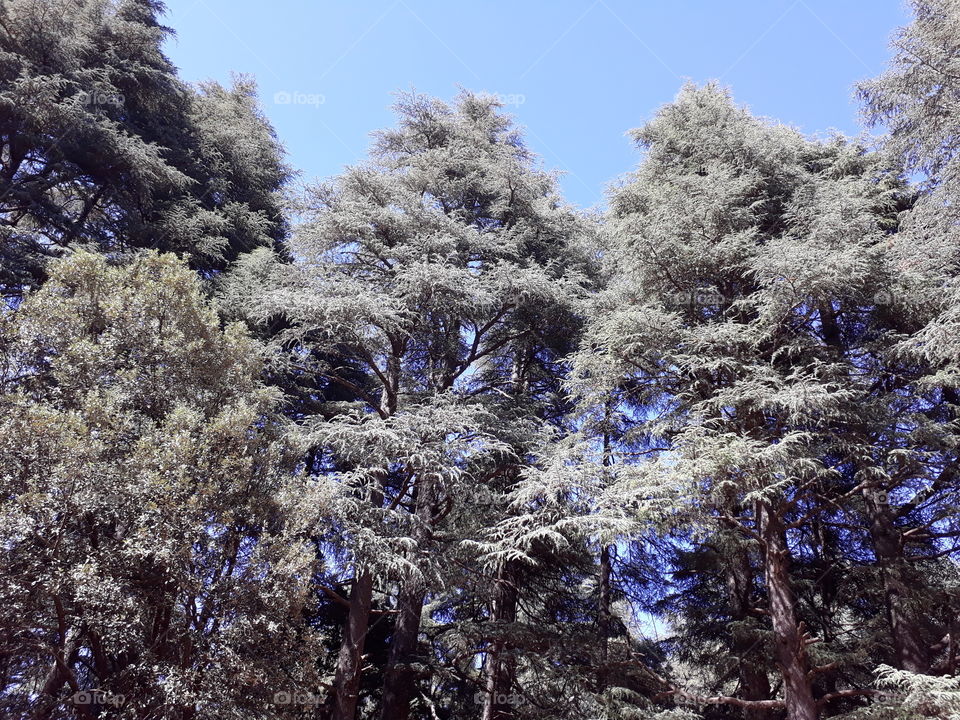c'est le cedre de GORRO IN Morocco