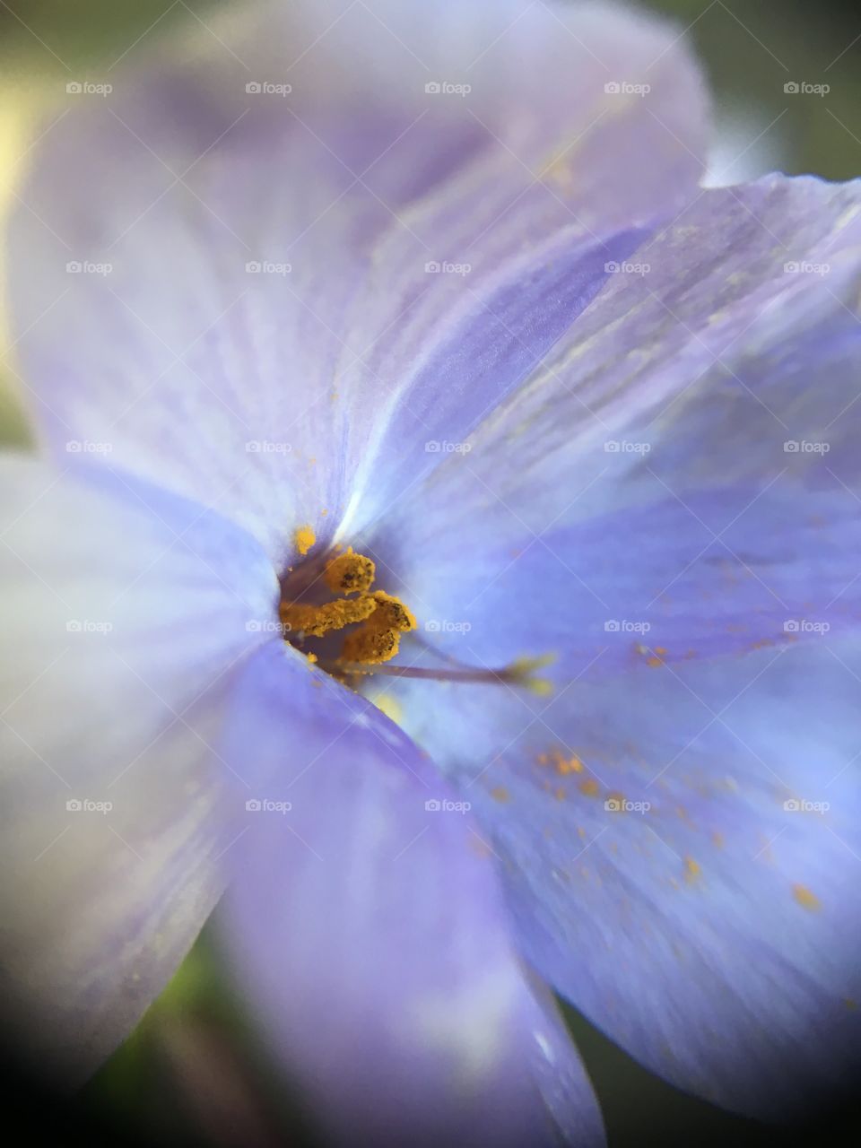 Flower center macro