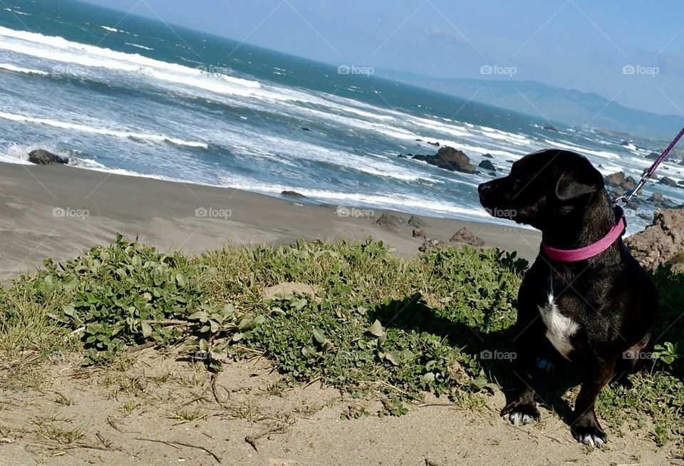 “Bean” in her happy place! Beach Dog...