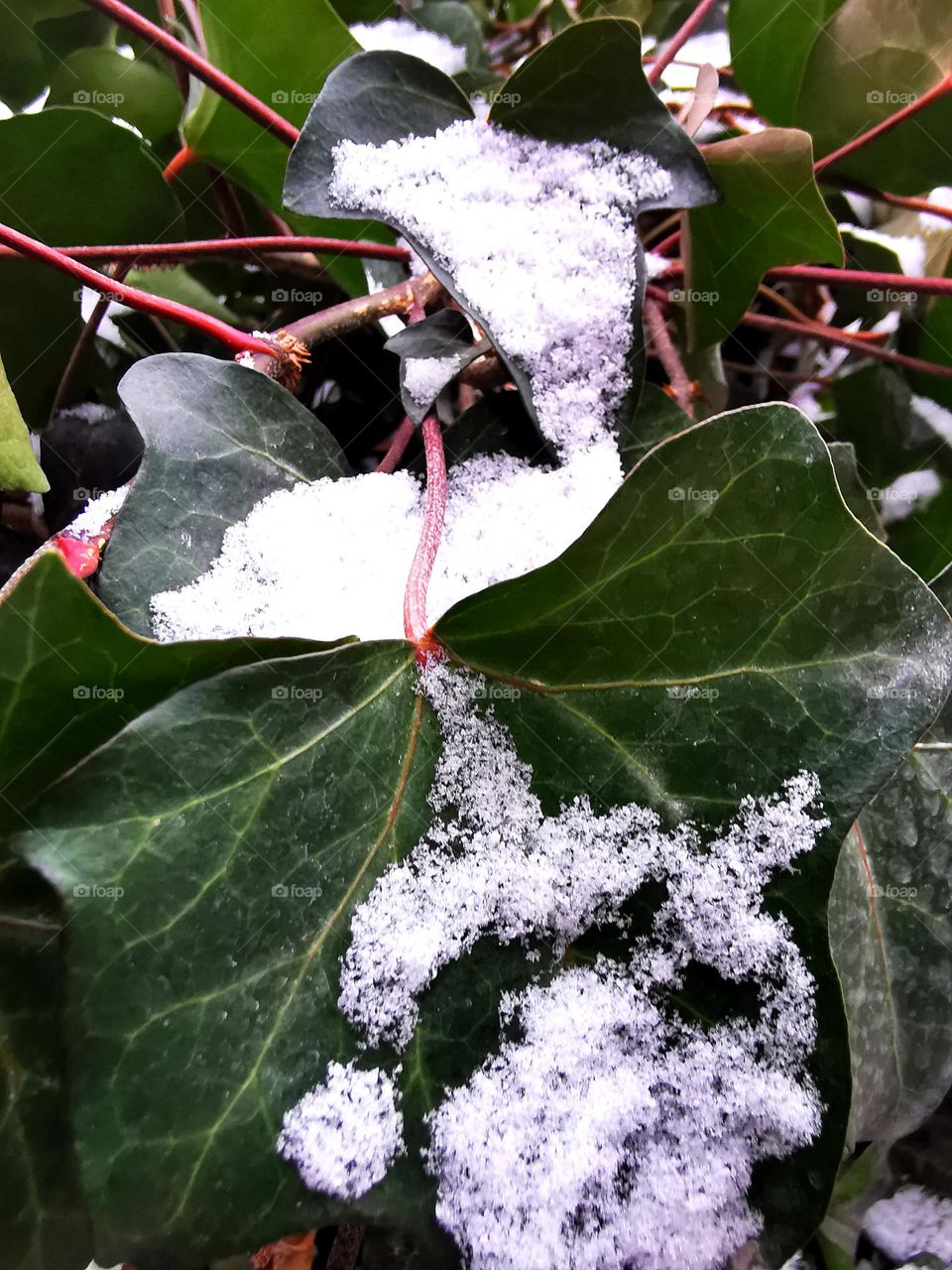 leaves shining with snow