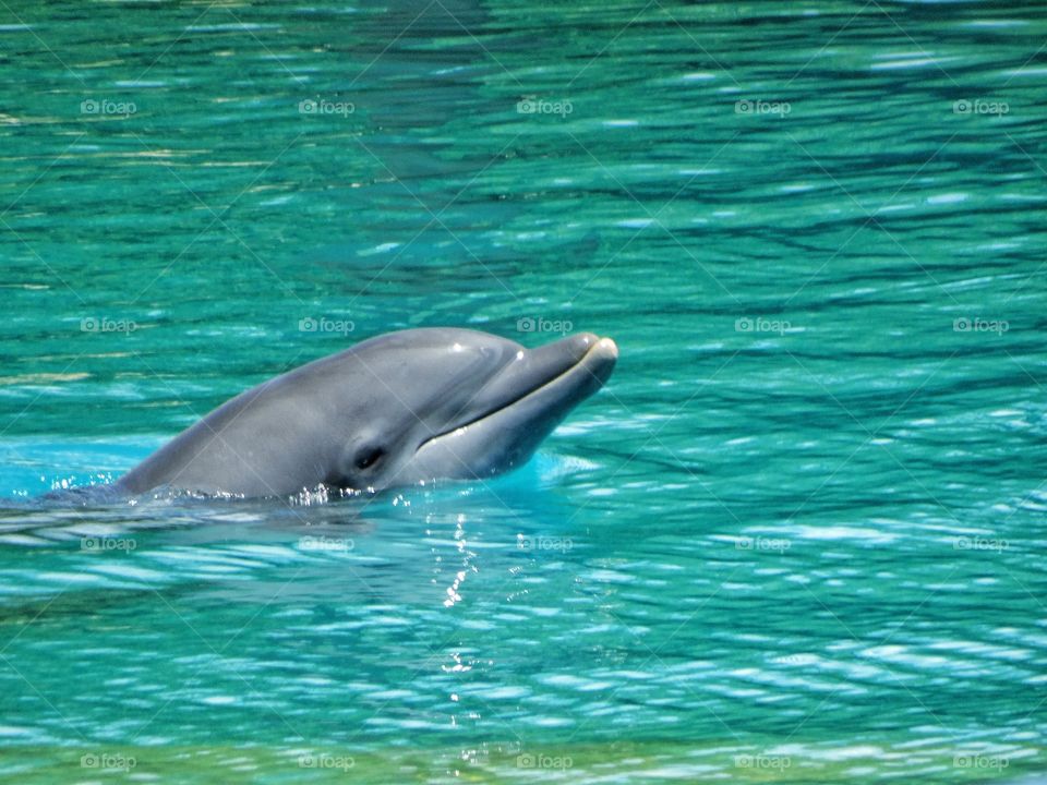 Bottlenose Dolphin