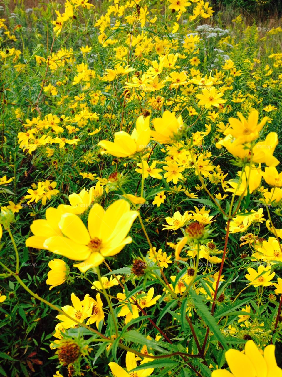 Meadow full of yellow flowers. 
