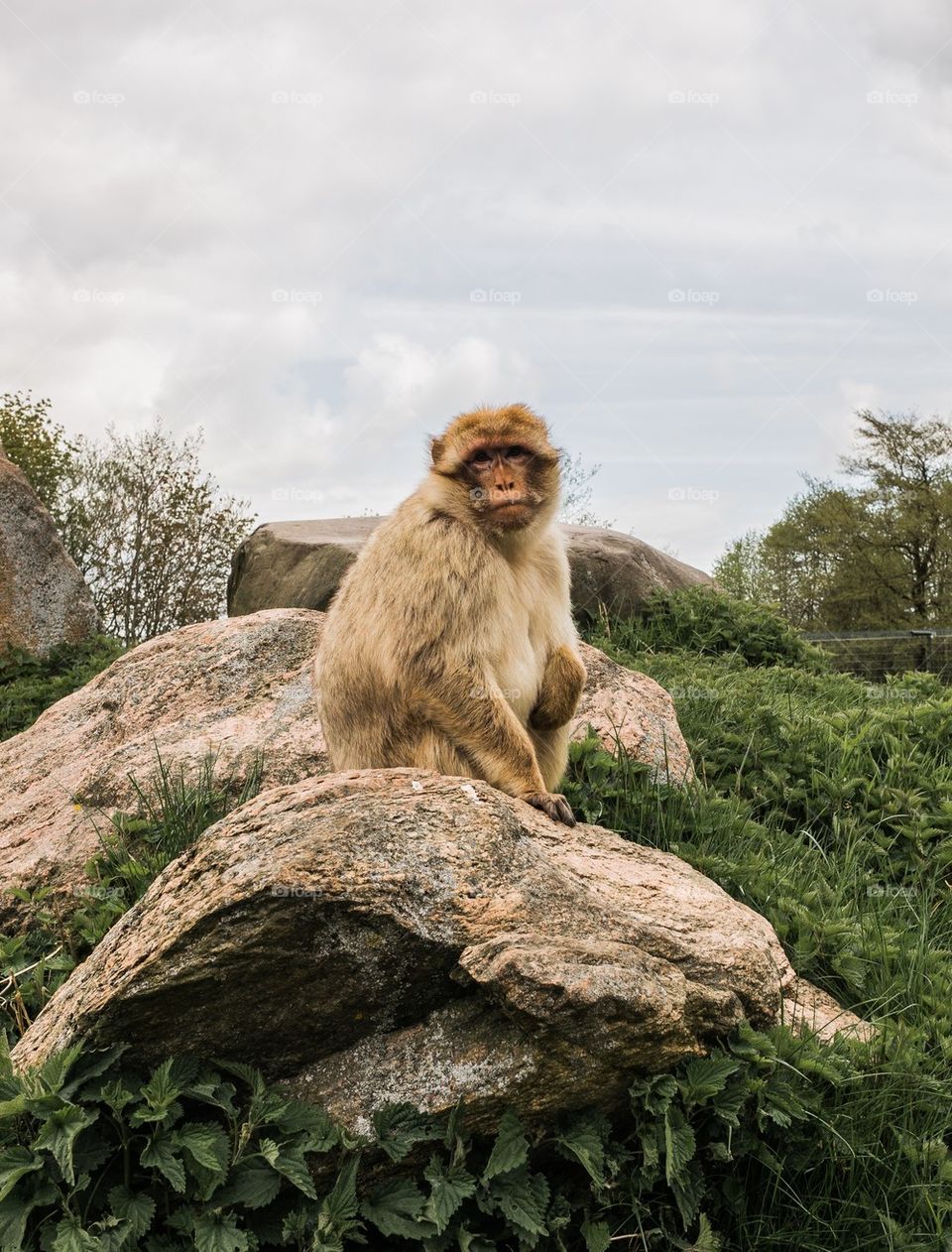 Monkey sitting on rock