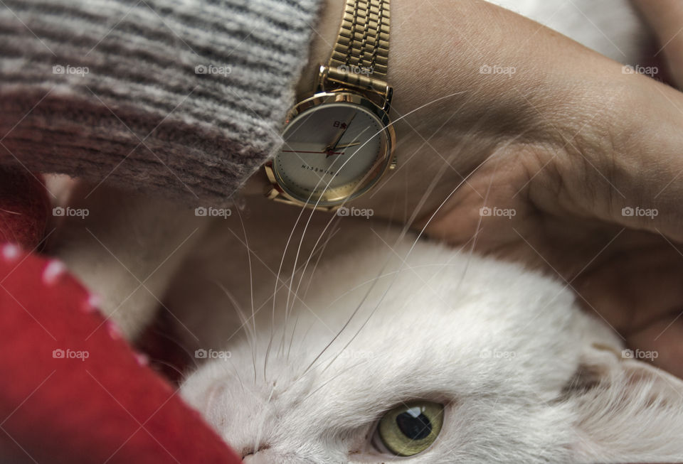 Cats of time with Nisshoku