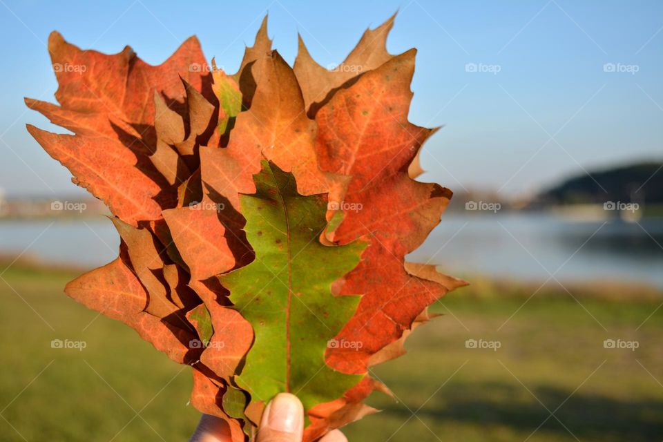 red and green colour love