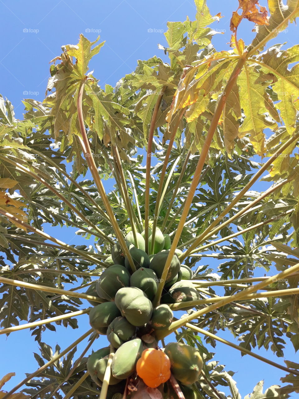 papaya tree