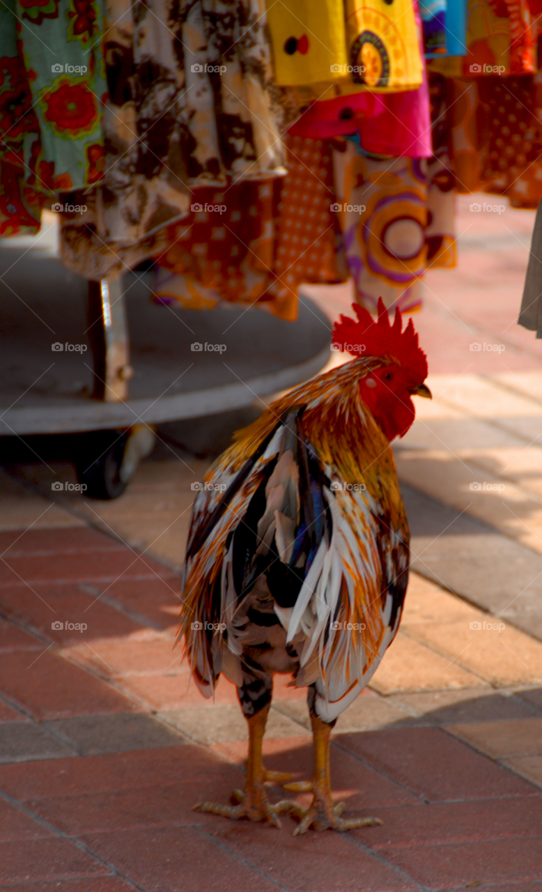 rooster key west rooster fashionable rooster rooster shopping by lightanddrawing