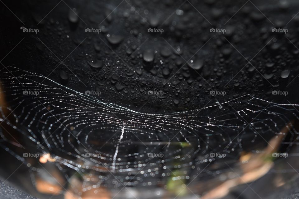 Wet web