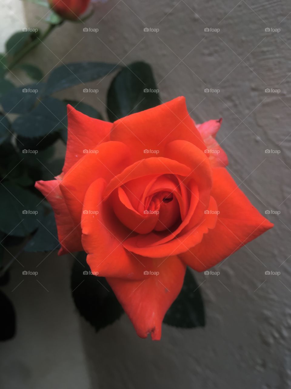 Orange rose in garden 